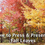 How to Press and Preserve Fall Leaves - Microfleur