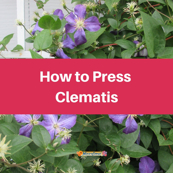 Pressing Clematis