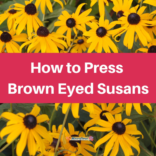 Pressing Brown Eyed Susans