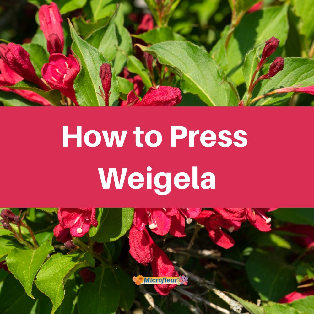 Pressing Weigela