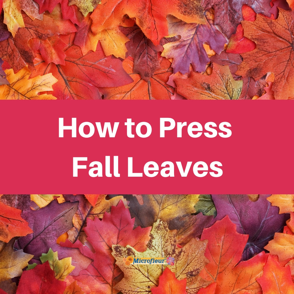 Pressing Fall Leaves