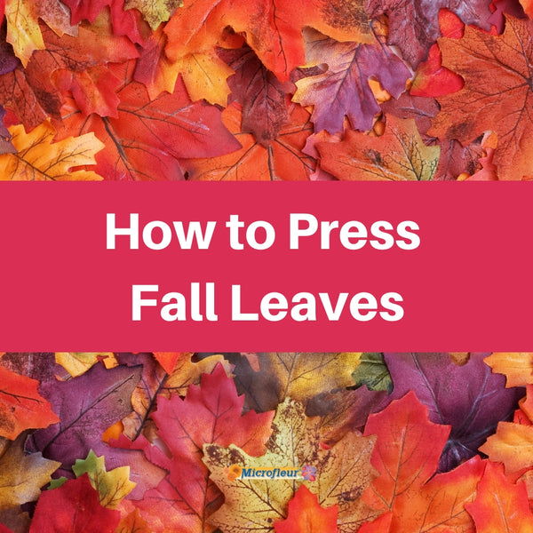 Pressing Fall Leaves