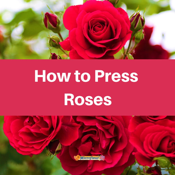 Pressing Roses