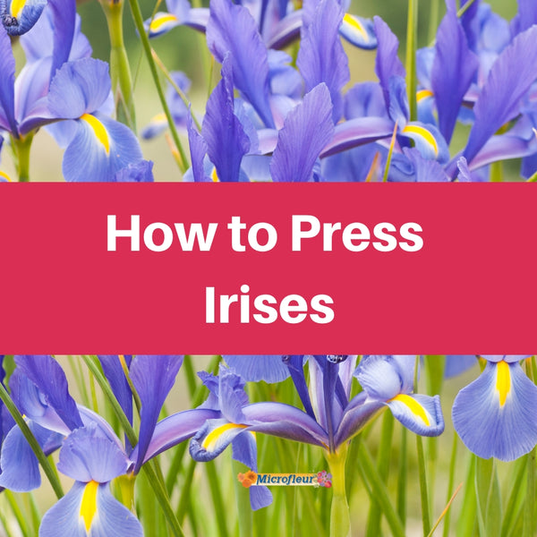 Pressing Irises