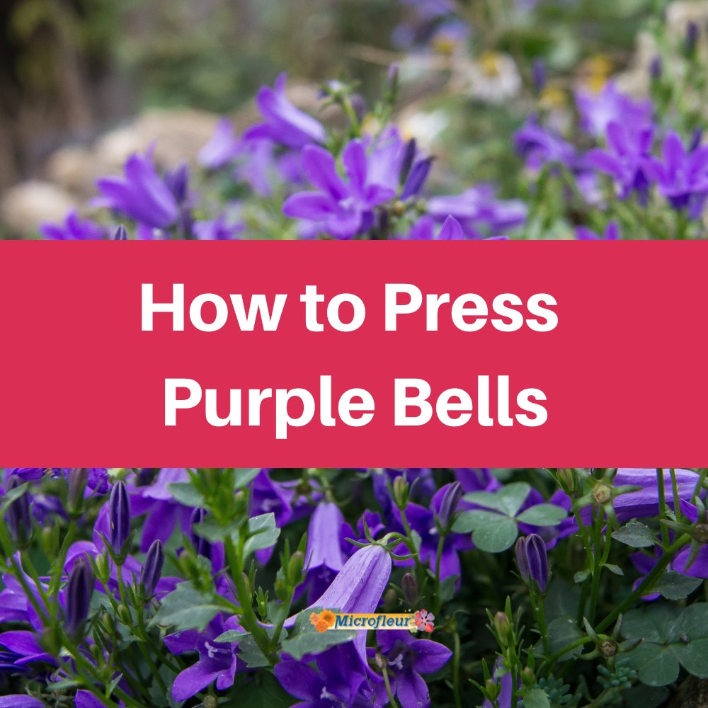 Pressing Purple Bells