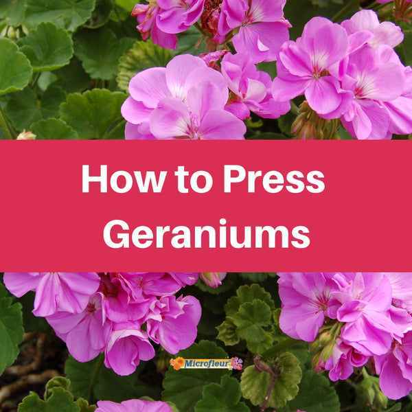 Pressing Geraniums