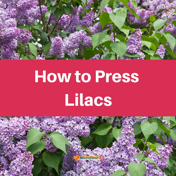 Pressing Lilacs