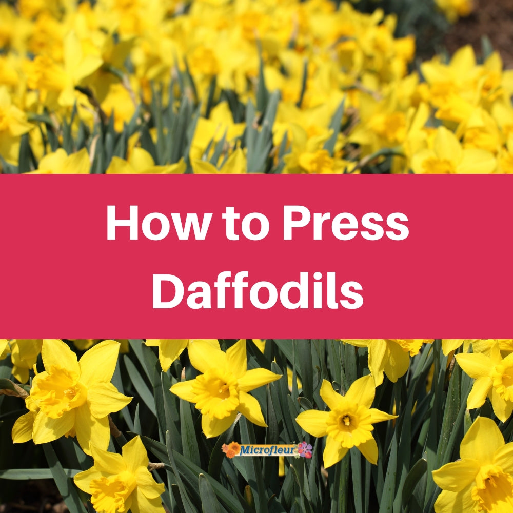 Pressing Daffodils