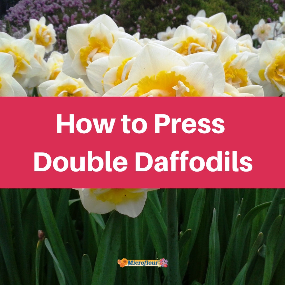 Pressing Daffodils