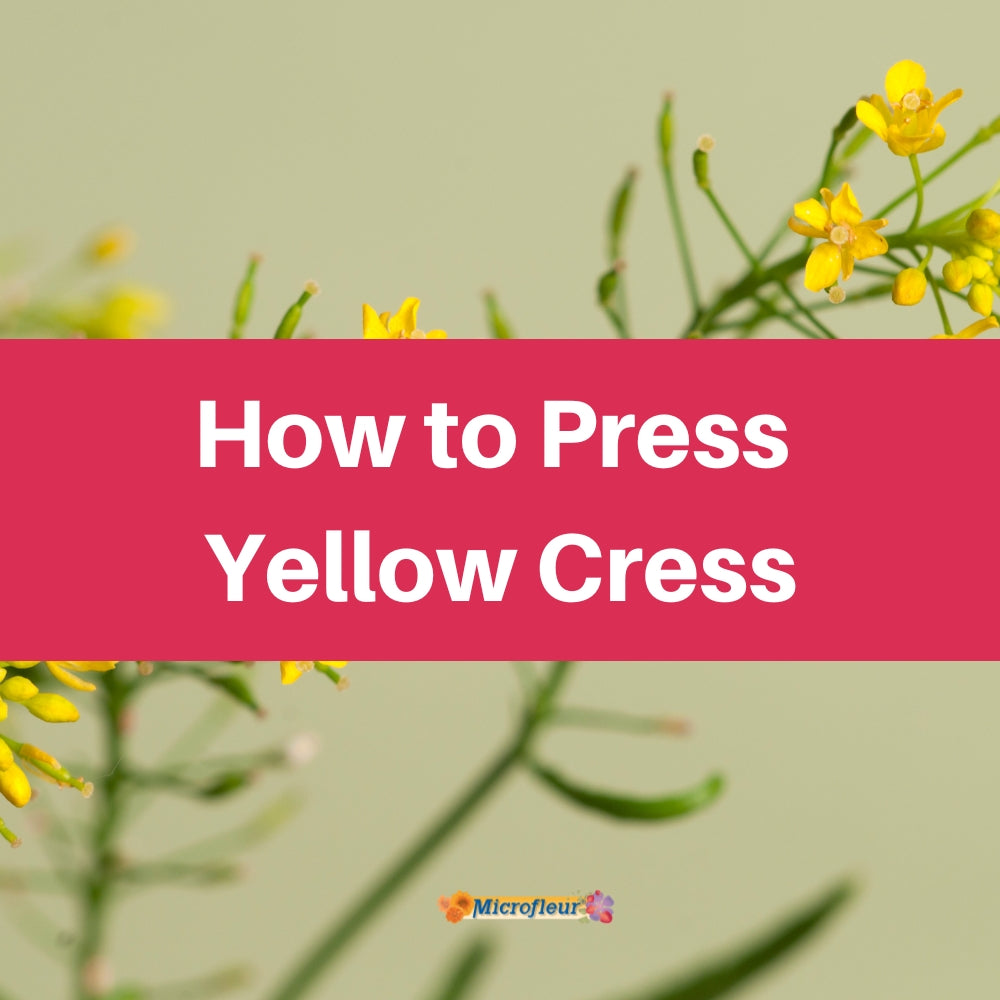 Pressing Yellow Cress