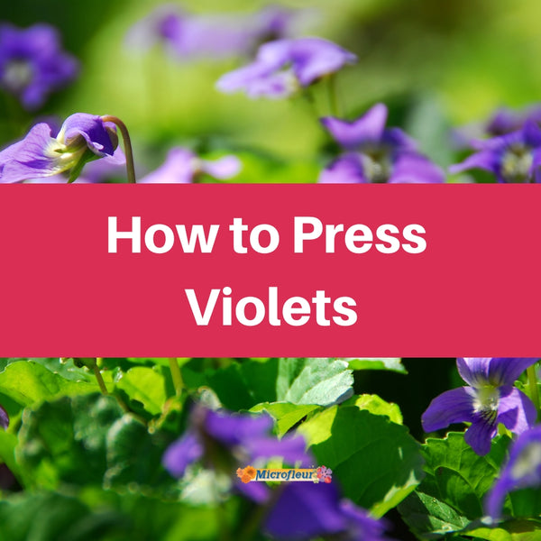 Pressing Violets