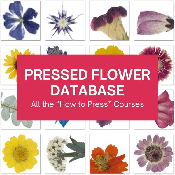 Pressed Flower Database - Microfleur