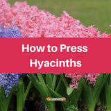 Pressing Hyacinths - Microfleur