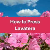 Pressing Lavatera - Microfleur