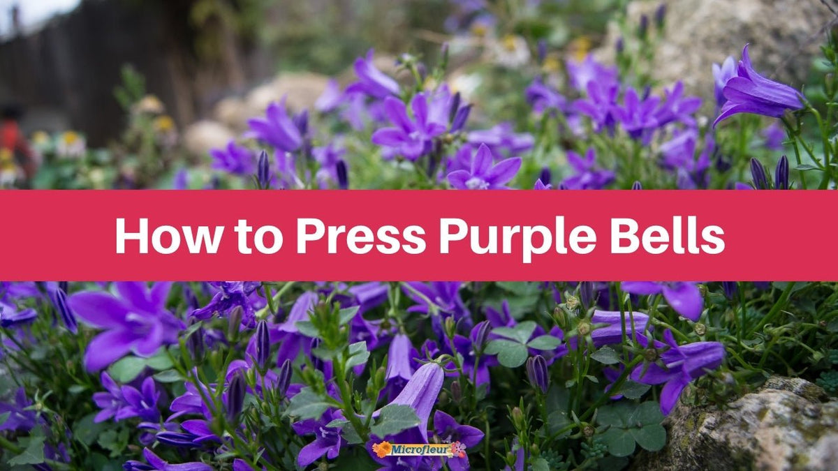 Pressing Purple Bells - Microfleur