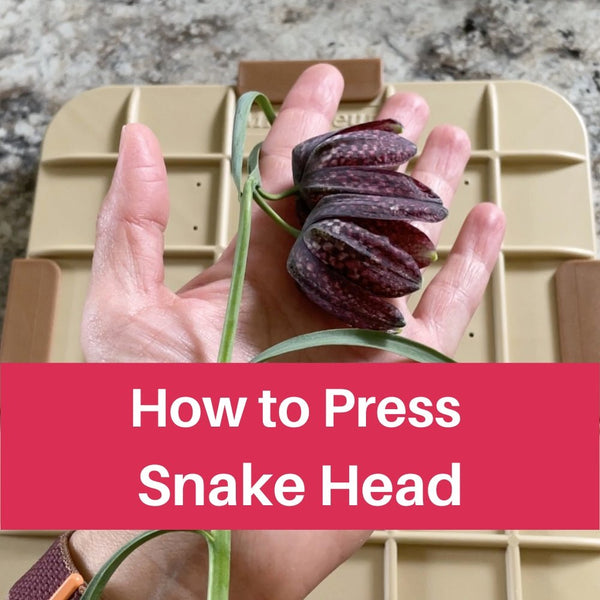 Pressing Snake Heads - Microfleur