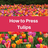 Pressing Tulips - Microfleur