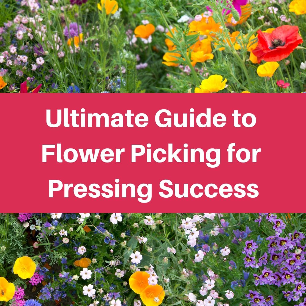 Ultimate Guide to Flower Picking for Pressing Success - Microfleur